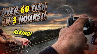 INSANE DAY OF FISHING AT SKY LAKE PAYLAKE!! (Nonstop catfish action!!)