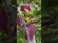 Panen buah Apel Fuji Jepang#shortvideo #subscribe