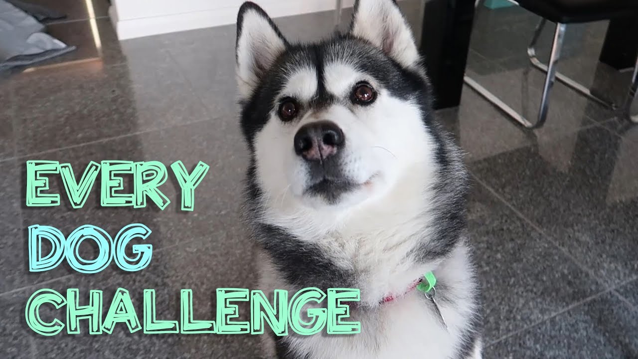 ALL dog challenges with my husky (JACK)