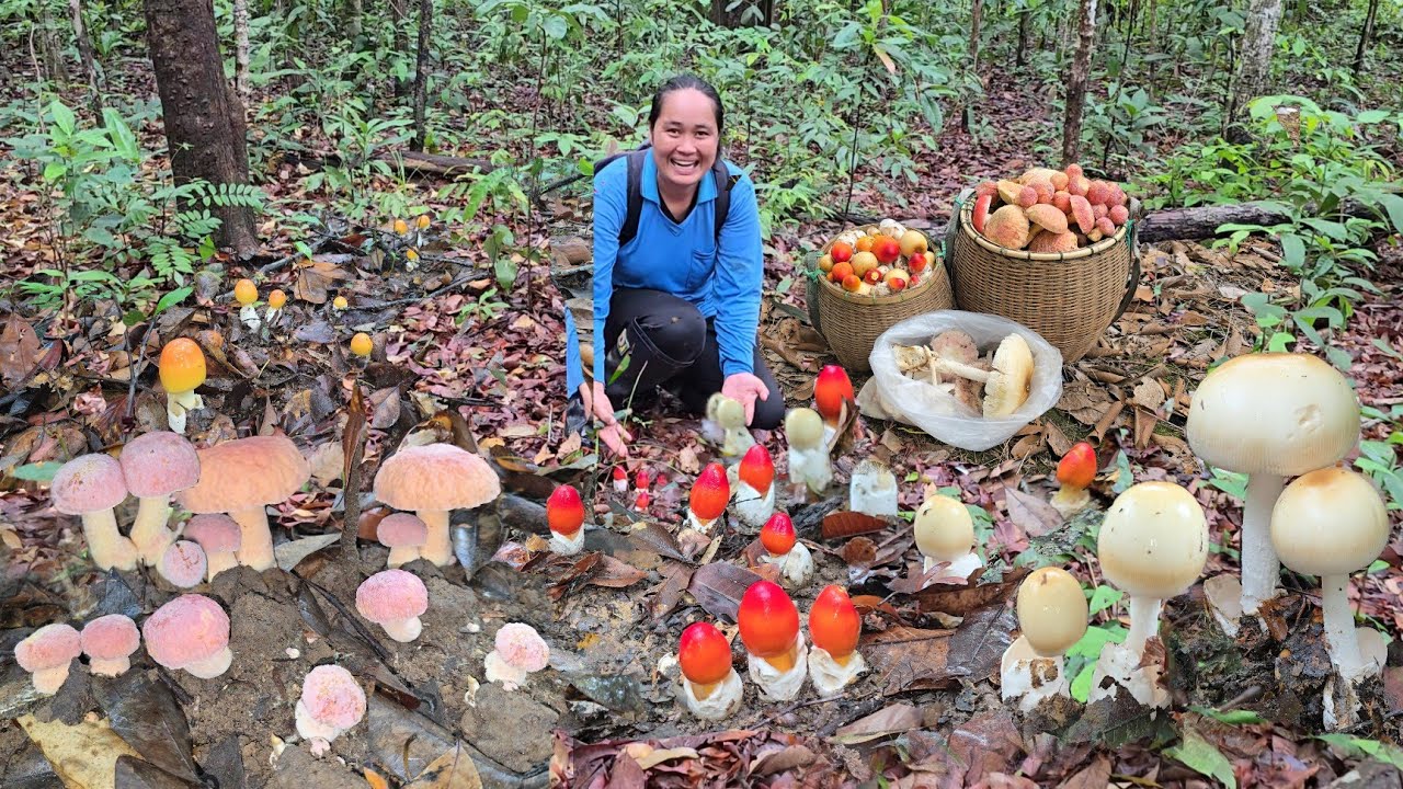 ขึ้นเขาสายๆ!!เจอเห็ดระโงกหลายหมู่ใหญๆ เห็ดผึ้งข้าวสีชมพู เห็ดรวมวันนี้เหลือหาบจนได้ใส่ถุง!!30พ.ค2568