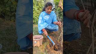 gardening work 🪴 🌱 #trending #shorts #ytshorts #yt #music #garden #plants #care #viral #gardening