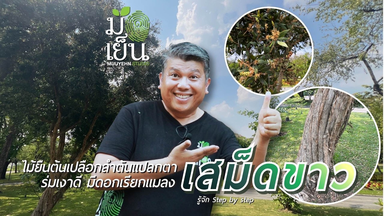 เสม็ดขาว ไม้ยืนต้นเปลือกลำต้นแปลกตา ร่มเงาดี มีดอกเรียกแมลง