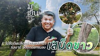 เสม็ดขาว ไม้ยืนต้นเปลือกลำต้นแปลกตา ร่มเงาดี มีดอกเรียกแมลง screenshot 3