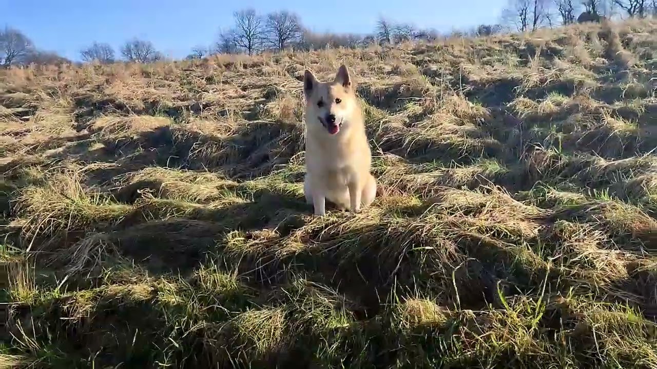 Pim-pim Norwegian buhund