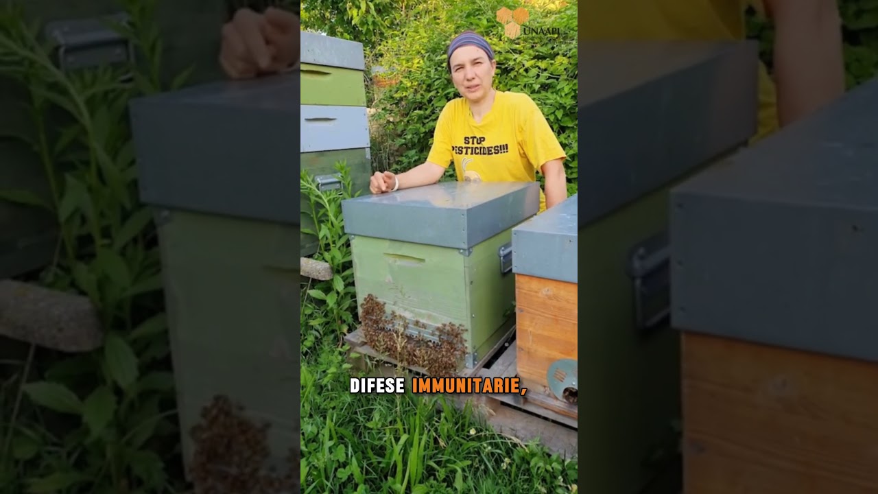 Giornata mondiale delle api 2025 