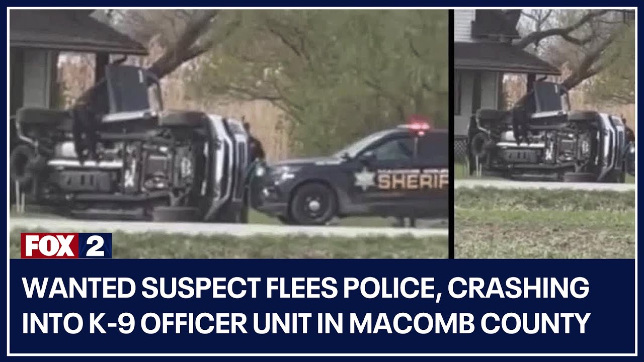 Wanted suspect flees police, crashing into K-9 officer unit in Macomb County