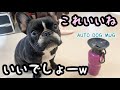 【おすすめペットグッズ】フレブルに新しい水筒買いました【AUTO DOG MUG】Vlog