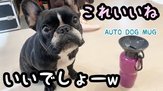 【おすすめペットグッズ】フレブルに新しい水筒買いました【AUTO DOG MUG】Vlog