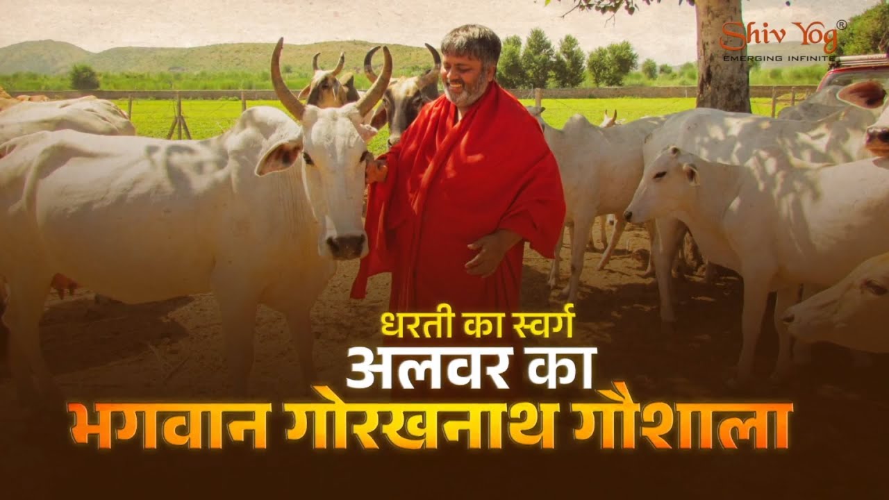 Give 9000+ Injured Cows At Shri Krishnayan Gaushala A Better Life