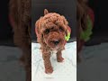 Linus 💚 Reserved 🎉 Red and White Toy/Mini Poodle Male #puppy #toypoodle #redpoodle #handsome