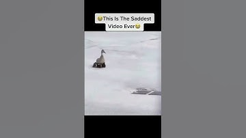 Mother duck lost all baby