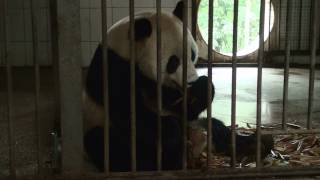 Panda Barking パンダの鳴き声 Bifengxia 雅安　碧峰峡