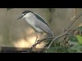 Кваква (Nycticorax nycticorax) Black-crowned Night Heron