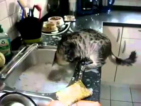  Cat  Helps Washing  The Dishes  YouTube