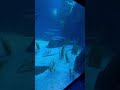 Atlanta Aquarium With The Kiddos Atlanta Aquarium With The Kiddos
