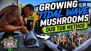 GROWING TIDAL WAVE MUSHROOMS 🍄 | Dub Tub Grow Journey + Progress Update