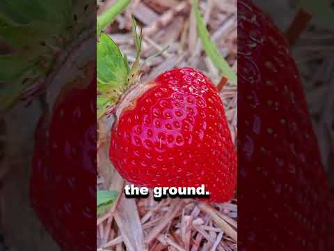 Video: Información de la fresa Quinault: aprenda a cultivar una planta de fresa Quinault