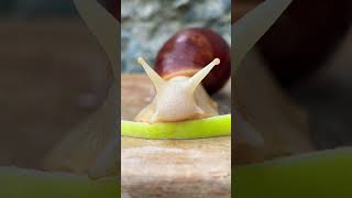 Snails Dinner #snail #beautyofnature #snailshell #naturephotography #animal #snaillovers #food