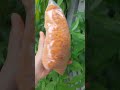 Khoai lan chà# #cutebaby củ chà