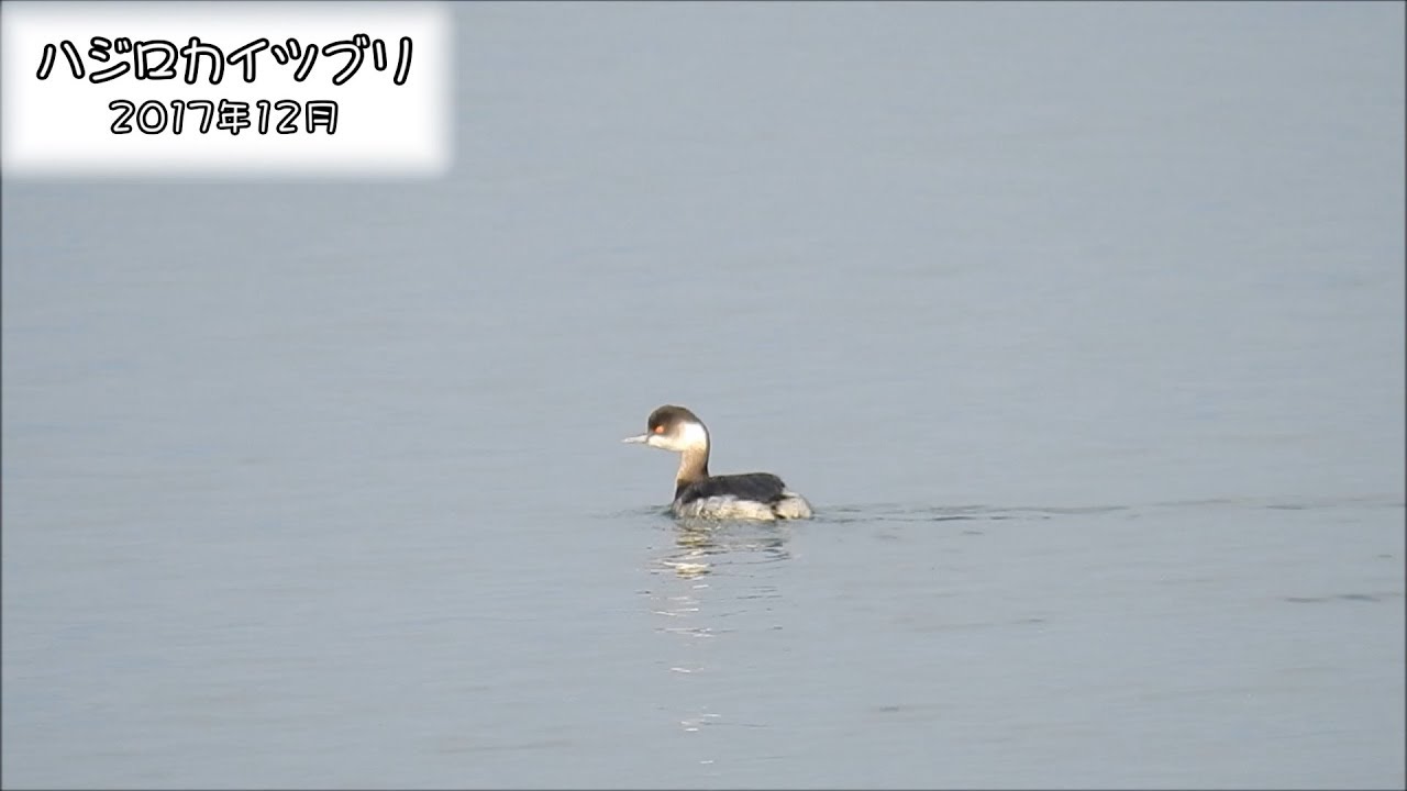 野鳥雨靴 ハジロカイツブリ Black-necked Grebe (Podiceps nigricollis)