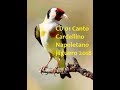 CD 01 Canto Cardellino Napoletano jilguero 2018