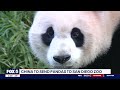 Could giant pandas return to DC’s National Zoo?