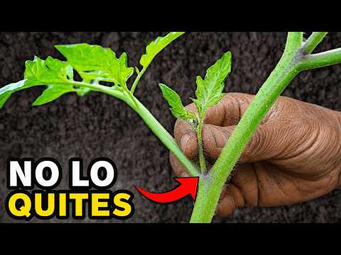 ¡DEJA de Arrancar los BROTES del Tomate! Los ESTÁS MATANDO y Dando Menos Fruto