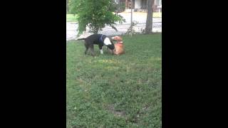 Bull Terrier- Tyson & Sadie Playing