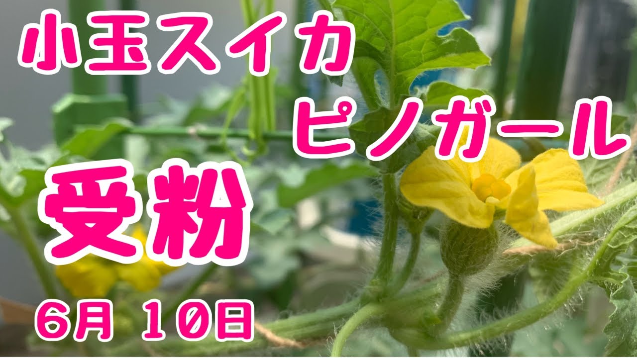 種ごと食べられる小玉スイカ ピノガール No 7受粉 鉢でぐるぐる作りベランダでも簡単あんどん仕立てで空中栽培22年6月10日 Youtube