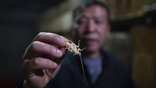 ¿Cucaracha laqueada o con picante? En China estos bichos se degustan.