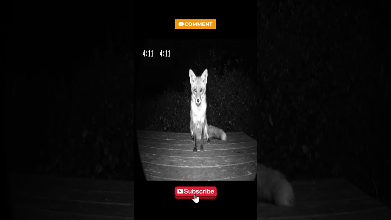 CCTV Captures Fox Clapping at 411 AM – Wooden Deck Night Footage