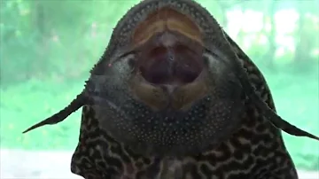 Sucker Fish (Hypostomus plecostomus) - Mouth Respiration