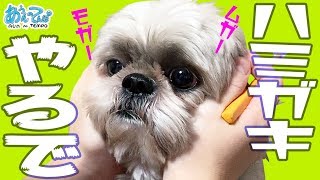 ハミガキじょうずかな？たいやきくわせろシーズー犬　brushing one's teeth