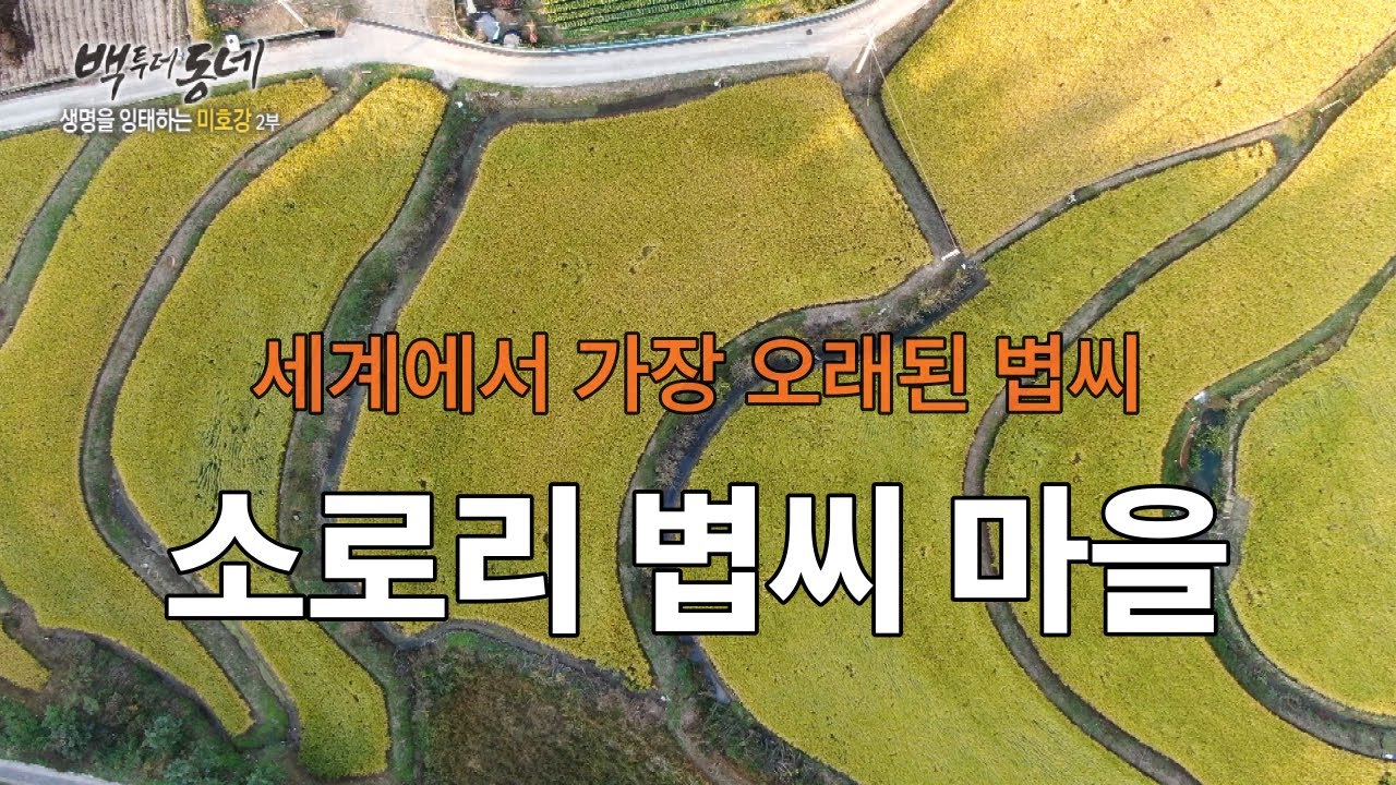 [EP.09-2 추억기행 백투더동네] - 소로리 볍씨 마을(세계에서 가장 오래된 볍씨 출토) - YouTube
