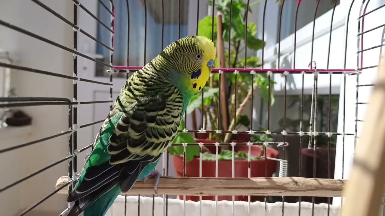 Sadece Kuşların Bildiği Bir Dil – 2 Saatlik Neşeli Muhabbet Kuşu Sesleri 🐦