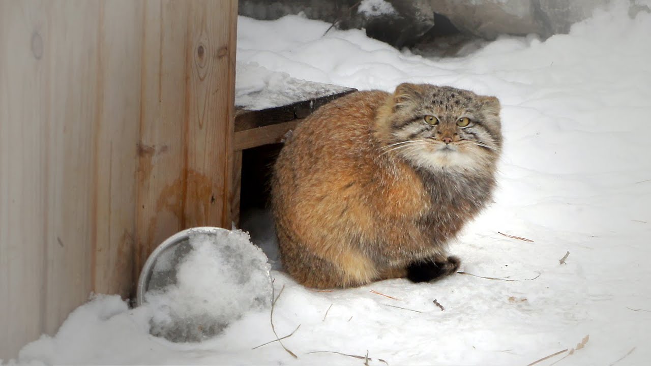 Веселые котята манула мамы Мии бегают, радуясь весне.