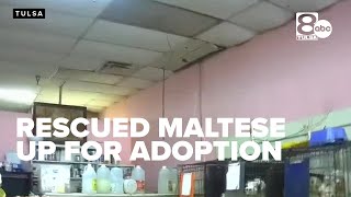 Hundreds of rescued Maltese dogs up for adoption