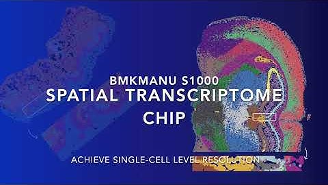 BMKMANU S1000 Spatial Transcriptome Chip