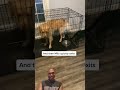 Cats and Dogs 😂 #cats #dogs #pets #lol #meme #funny #funnyvideo #memes