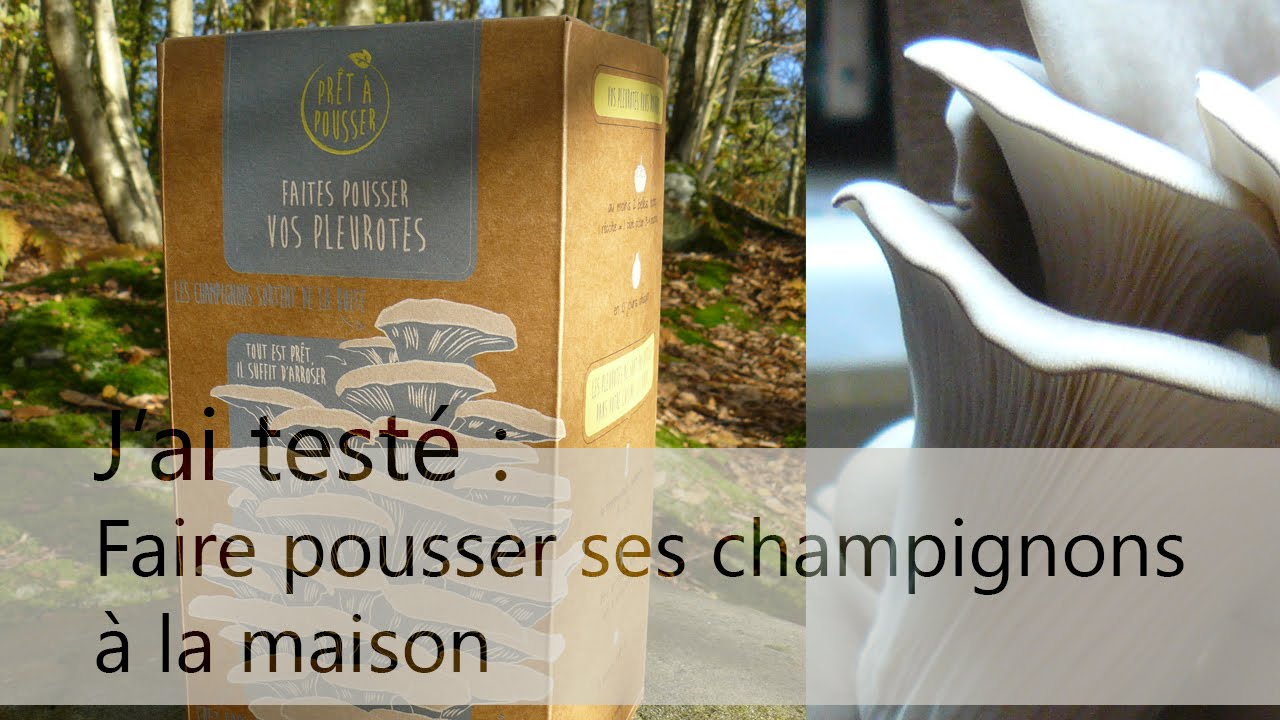 J'ai testé : faire pousser ses champignons à la maison - YouTube