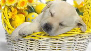 JDJ -  Dine Din Don (Extended)  HD screenshot 5