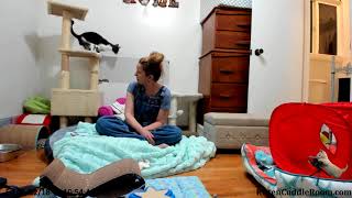 Foster Mom Sarah visits the kitties & we discuss Matt Dillon & Jordan Catalano by Kitten Cuddle Room 262 views 6 years ago 2 hours, 1 minute