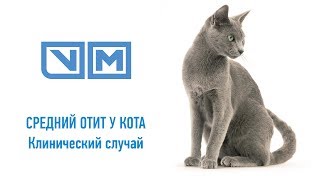 Средний отит у кота. Животное на момент выписки из стационара Средний отит у кота. Животное на момент выписки из стационара