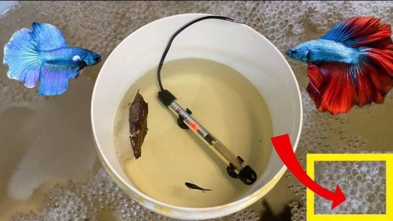 Betta fish breeding full processes (100% success) | Akash maxx