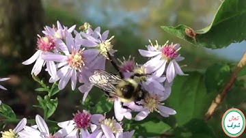 فجر٢٩ رمضان ٢٠٢٣..سورة..ق.. بصوت..محارب حميدة الشريف