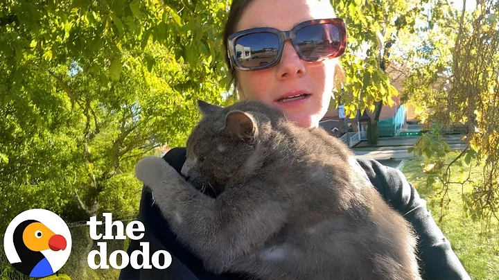 Woman Sees A Cat Get Hit By A Car And Takes Him Everywhere She Goes | The Dodo