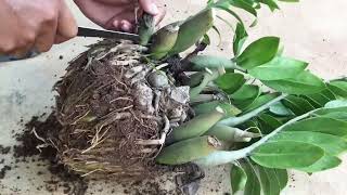 Tip for growing ZZ plants in pot at home free #ZZplant
