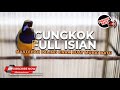 🔴 Masteran Cucak Cungkok Gacor Full Isian Sangat Ampuh untuk Masteran Murai Batu