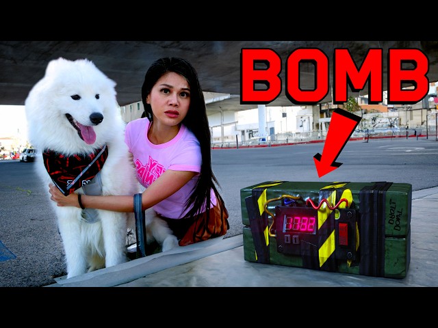 My Dog Found a Bomb! class=