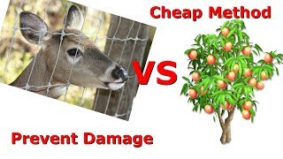 Protecting Your Fruit Trees From Deer (Inexpensive Effective Method)